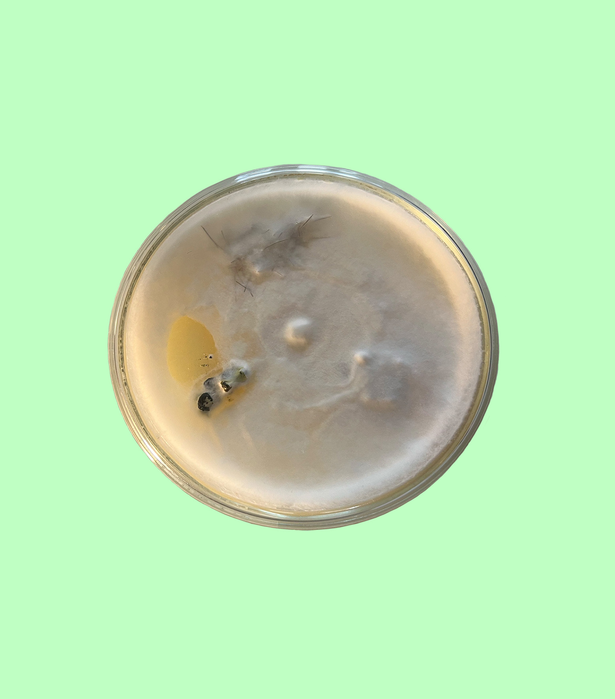 Compost of Newborns – The Experiment (booklet)